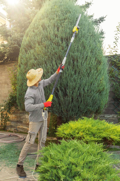 Best Tree Maintenance Programs  in Barnesville, MN